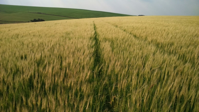 Zoneamento agrícola de risco climático da Cevada é publicado