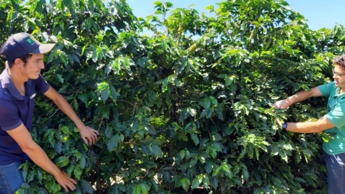 Produção variável entre cafeeiros dificulta produtividade no cafezal