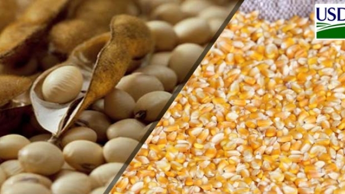 USDA: Vendas semanais de soja e milho dos EUA ficaram dentro das expectativas