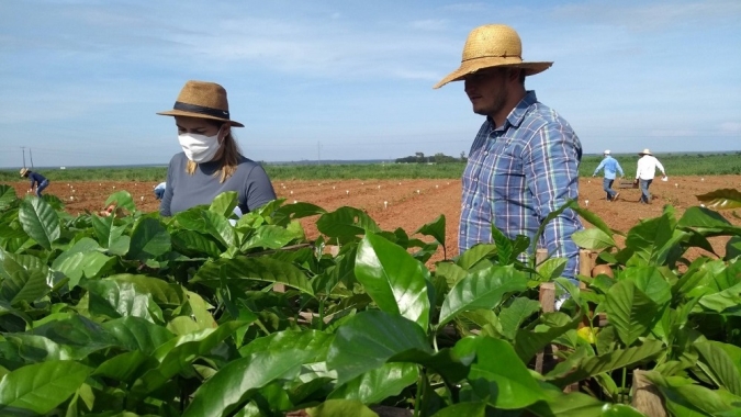 Mato Grosso investe no cultivo de café conilon; mudas plantadas em janeiro tem expectativa de 120 sacas por ha