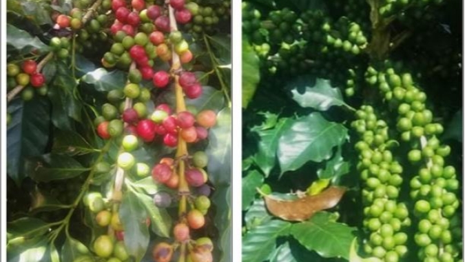 Maturação dos frutos influi na escolha das variedades de café