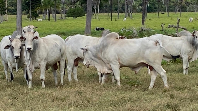 Pecuária de MT quebra novo recorde e rebanho atinge 32,7 milhões de cabeças