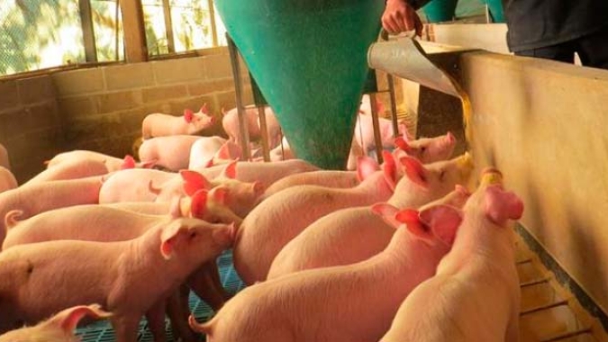 Cotações no mercado de suínos caem de forma generalizada nesta terça-feira (1º)