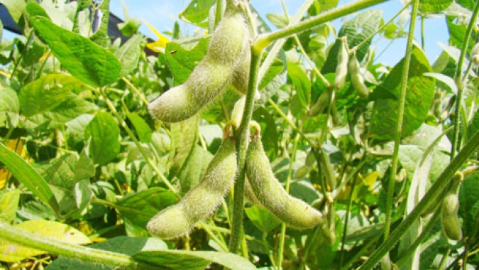 9º Simpósio da Soja na Região da Campanha debaterá a expansão do cultivo na nova fronteira agrícola do RS e as soluções para problemas de déficit hídrico