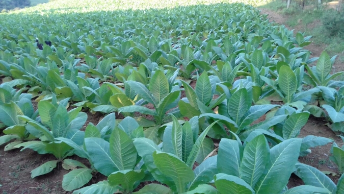 Setor produtivo de SC avalia última rodada de negociação do tabaco