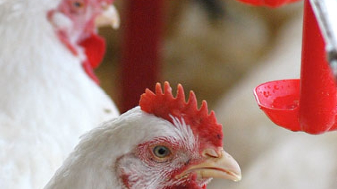 Frango/Cepea: Conflito traz incerteza, mas exportações mantêm ritmo recorde