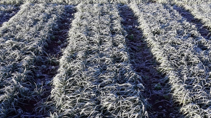 Forte geada impacta regiões produtoras do Paraná