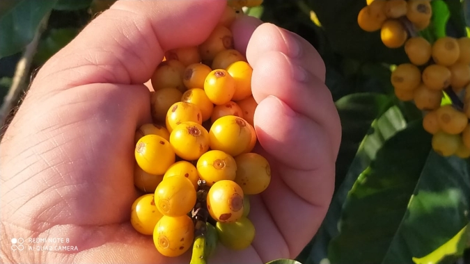 Café finaliza semana com baixas no exterior e no físico: Nova safra pressiona os preços no mercado