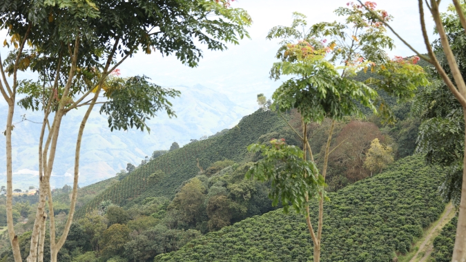 Colômbia faz chamado urgente para renovação dos cafezais e projeta recuperação para 2024