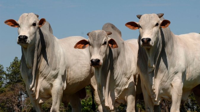 Agrobrazil: Abril encerra com pressão negativa generalizada nos preços médios