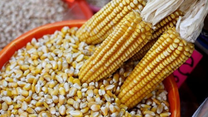 Preço do milho em Mato Grosso recuou 43% em 1 ano, indica Imea