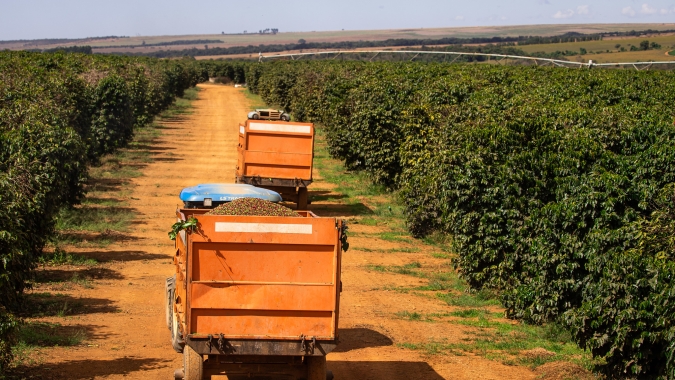 Café volta a cair após números da Conab indicarem safra recorde para o conilon e queda na produção do arábica