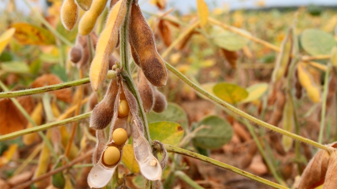 Soja sobe nesta 6ª feira em Chicago, mas ainda acumula baixas de mais de 2% na semana