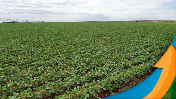 Querência/MT deve começar plantio 23/24 apenas na 2ªquinzena de outubro e priorizar a soja ante ao milho safrinha