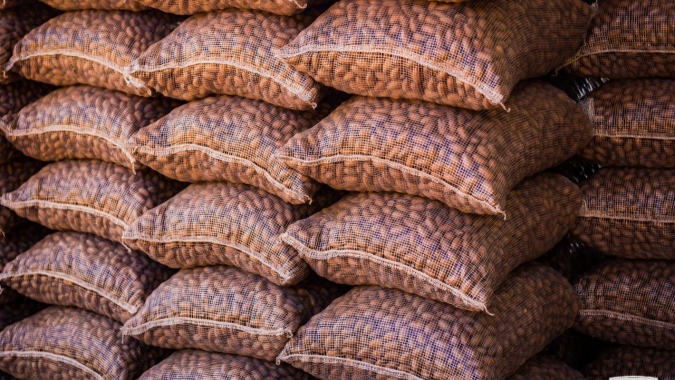 Especialista afirma que irrigação em pomares de pecan garante qualidade e produtividade