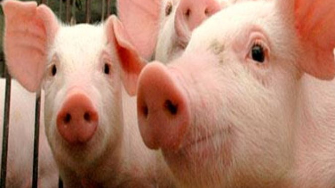 Suínos: Cotações apresentam estabilidade nas principais praças nesta 4ª feira