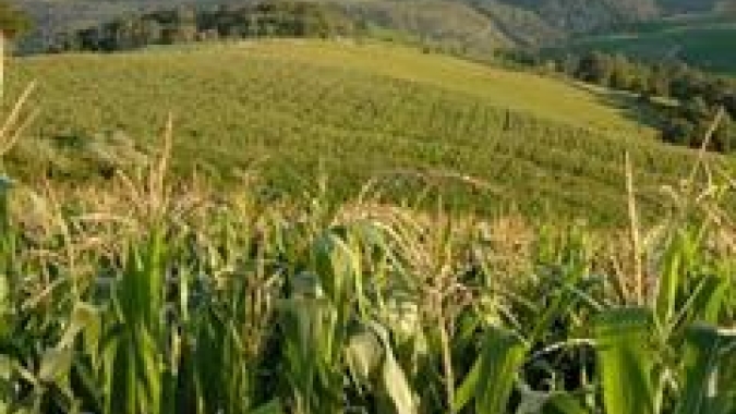 Bahia encerra 2021 com safra de grãos 4,4% superior ao ano anterior