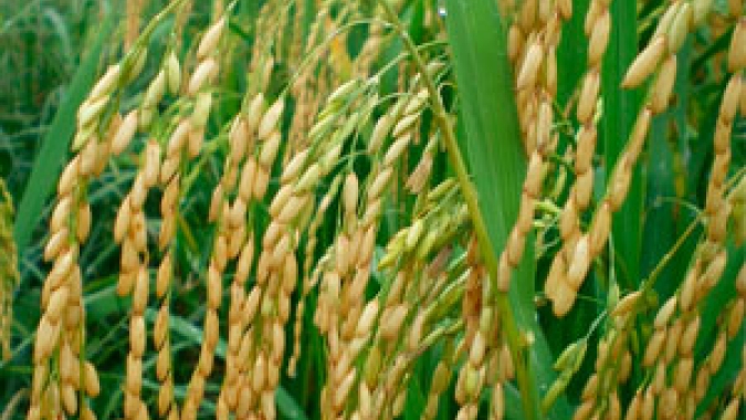 Alta de preço do arroz ameniza, mas está longe de saldar prejuízos das últimas cinco safras, por Mauro Osaki e Renato Garcia