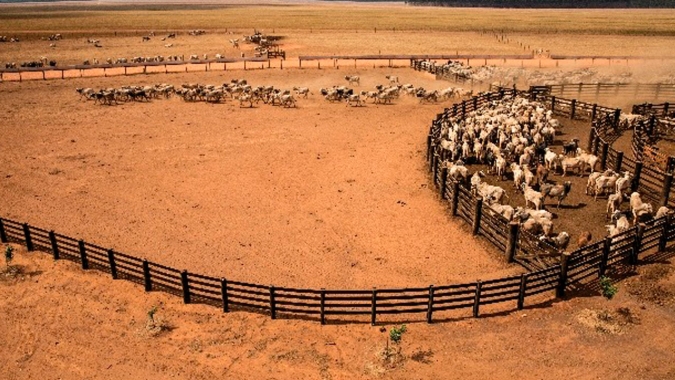 Arroba do boi gordo registra alta de 1,62% em Mato Grosso na última semana, aponta IMEA