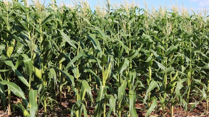 Deral indica que 8% do milho no Paraná já chegaram à maturação