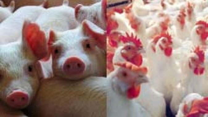 Santa Catarina amplia exportações de carnes e faturamento passa de US$ 3,1 bilhões entre janeiro e outubro de 2022