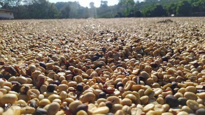 Café sobe mais de 300 pontos com falta de chuva e chegada de frio intenso no Brasil