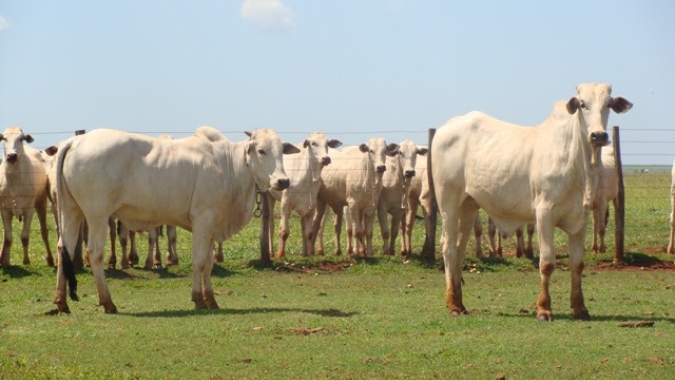 Radar Investimentos: Dados das exportações de carne bovina mantém o bom ritmo