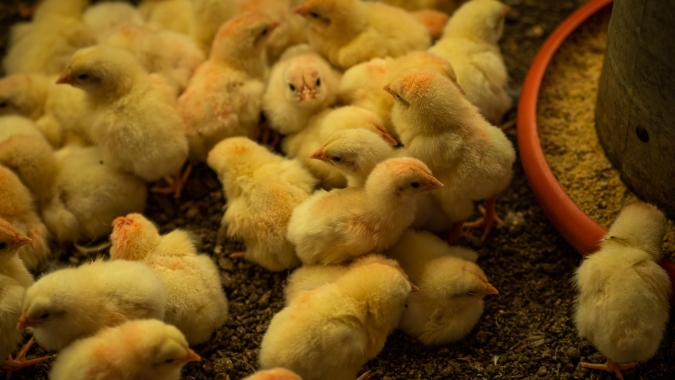 Alojamento de pintos de corte segue estável em maio, mesmo com embargo saudita e altos custos de produção
