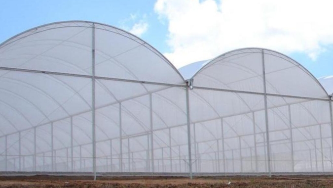 Agricultores familiares financiam R$ 150 mil para produção de tomate em sistema protegido em MT