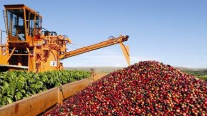Colheita de café do Brasil passa da metade, mas tem atraso ante média, diz Safras