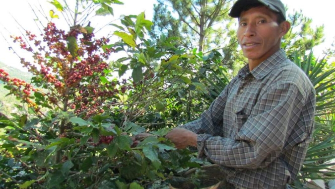 Honduras reduz as exportações de café previstas para 2020/21 mais uma vez devido aos danos da ferrugem
