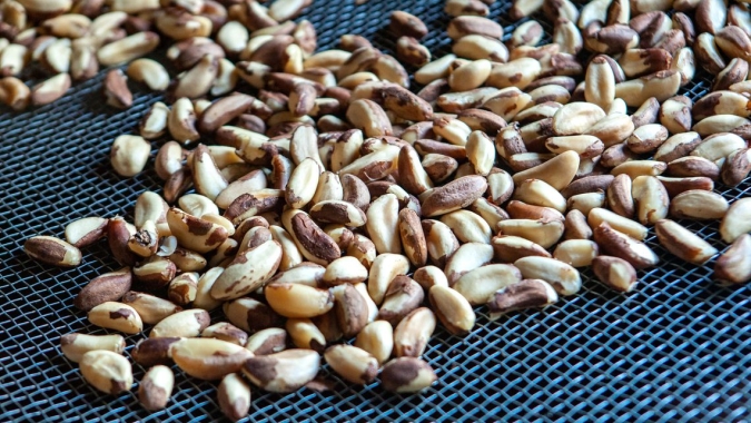 Pesquisadores desvendam fatores que afetam a produção das castanheiras