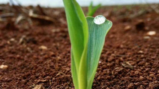 Mapa atualiza lista de produtos vegetais sujeitos a controle na importação