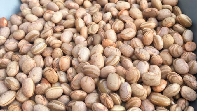 RS: Agricultura solicita 230 toneladas de sementes de milho e feijão para apoiar comunidades tradicionais