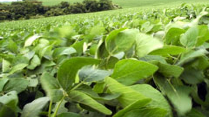 Câmara Setorial debaterá uso do Dicamba na safra gaúcha de soja