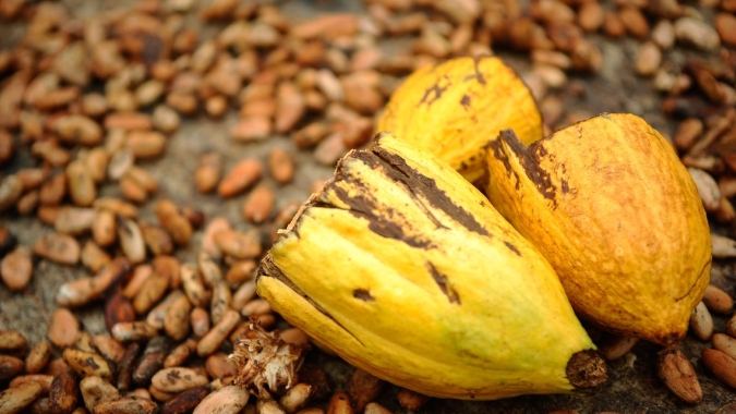 Cacauicultura brasileira vê risco fitossanitário em importações da Costa do Marfim