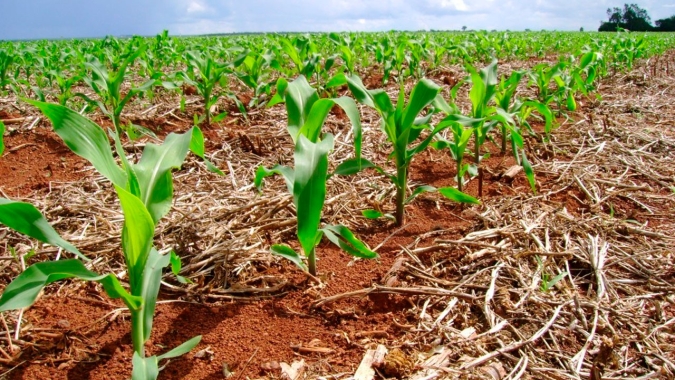 Argentina já plantou 11% da nova safra de milho que deve atingir 10,1 milhões de hectares, aponta Ministério