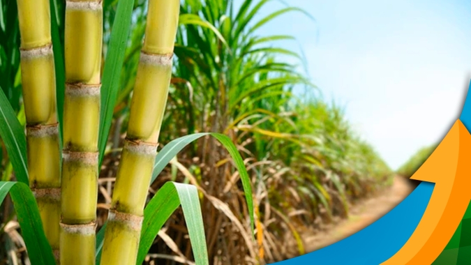 Setor sucroenergético está investindo mais em fertilizantes em 2024