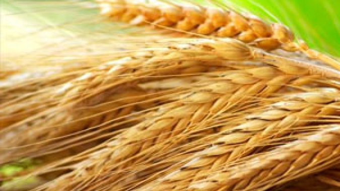 Província chinesa de Henan emite alerta de risco devido ao calor que ameaça a safra de trigo