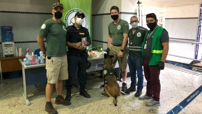 Ação de prevenção da mosca-da-carambola em Roraima conta com apoio de cão de detecção do Mapa