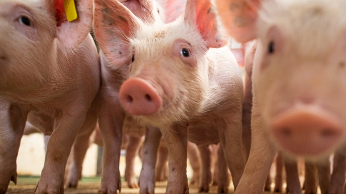 República Dominicana vai abater milhares de porcos por surto de peste suína africana