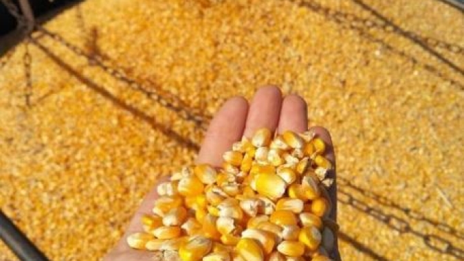 Plantio do milho safrinha vai à 72% no Paraná enquanto colheita da safra verão está em 64%, diz Deral