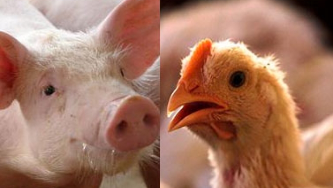 Junho traz baixa nos custos de produção para frango e leve alta para suínos, segundo a Embrapa