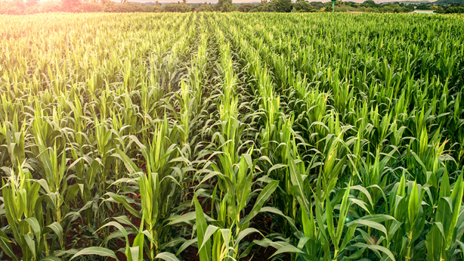 Soluções no controle de plantas daninhas no milho ao considerar o sistema produtivo e inovações