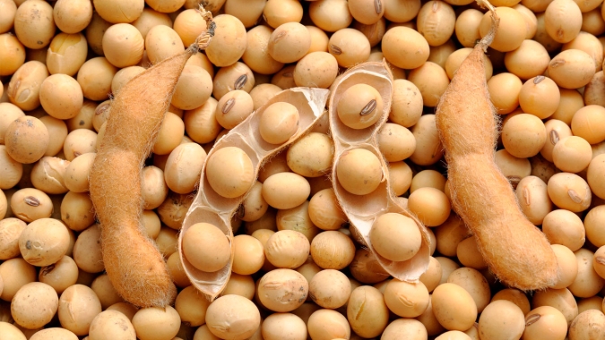 Soja: Mercado recupera parte das baixas e fecha com boas altas para receber novo USDA