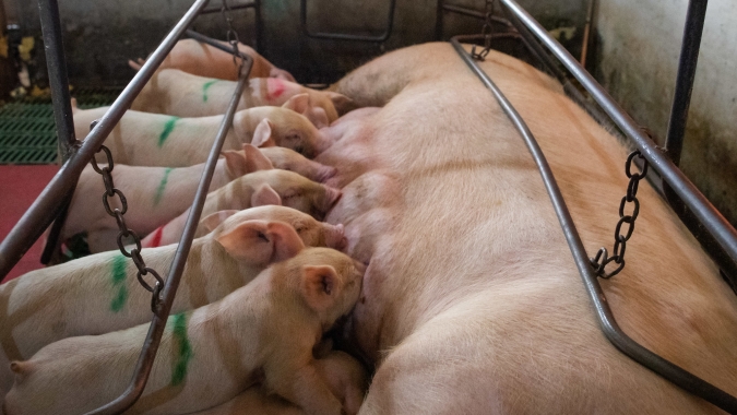Suinocultura independente aposta no descarte de matrizes para enxugar produção de leitões devido a crise no setor