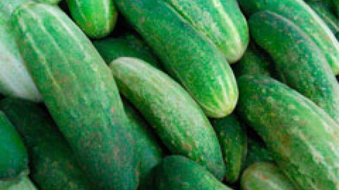 Pepino comum é destaque entre os favoráveis para compra nesta semana (31/01)