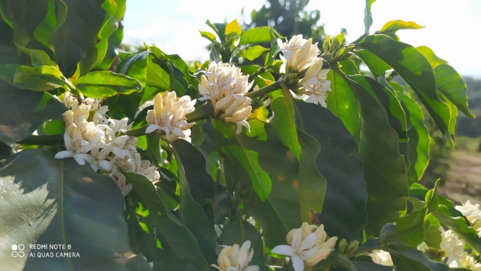 Nova safra de café: Floradas já começam a ser registradas em Minas Gerais; produtor agora aguarda retomada das chuvas
