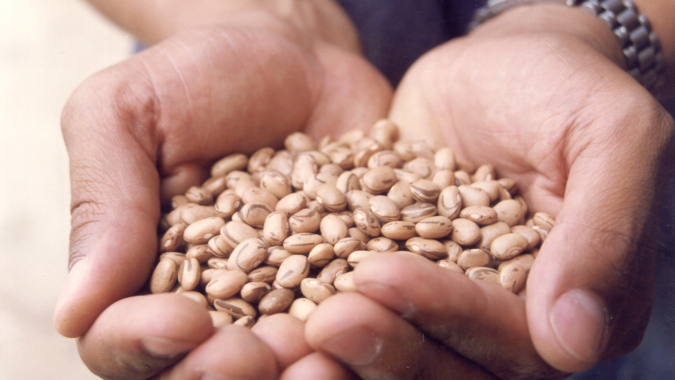 Feijão, por Ibrafe: Gestão e orientação perita farão grande diferença