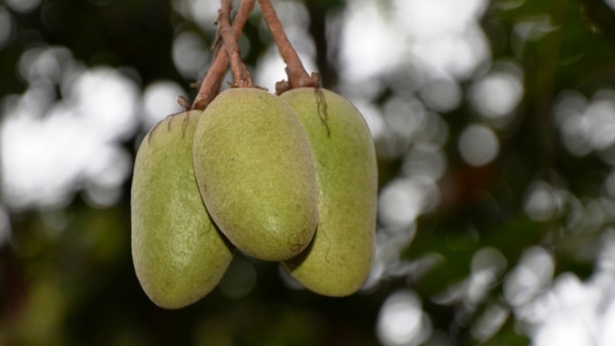 Consórcio com fruteiras nativas amplia a manutenção da biodiversidade amazônica
